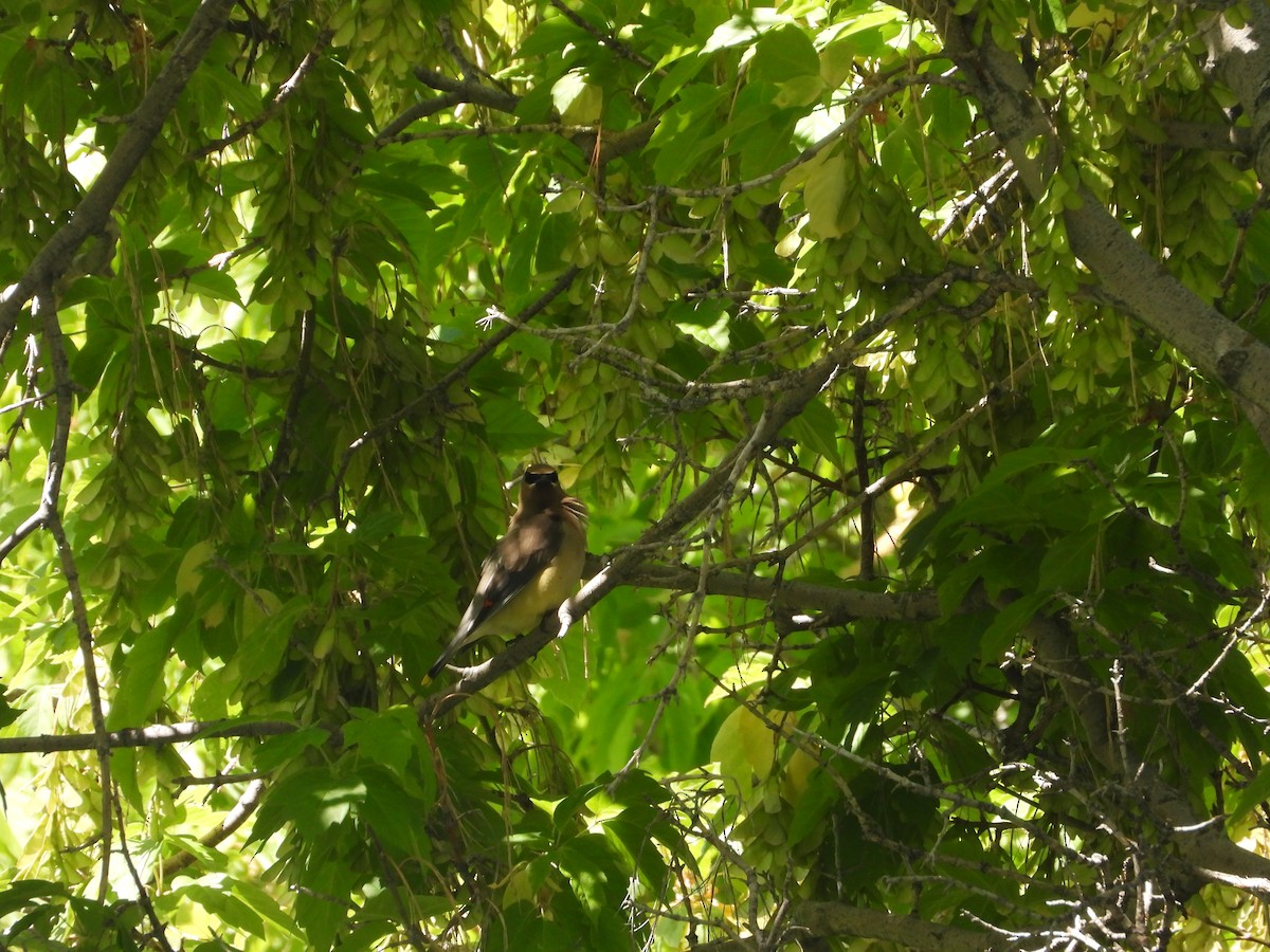 Cedar Waxwing - ML620083708