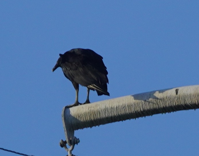 Black Vulture - ML620083725