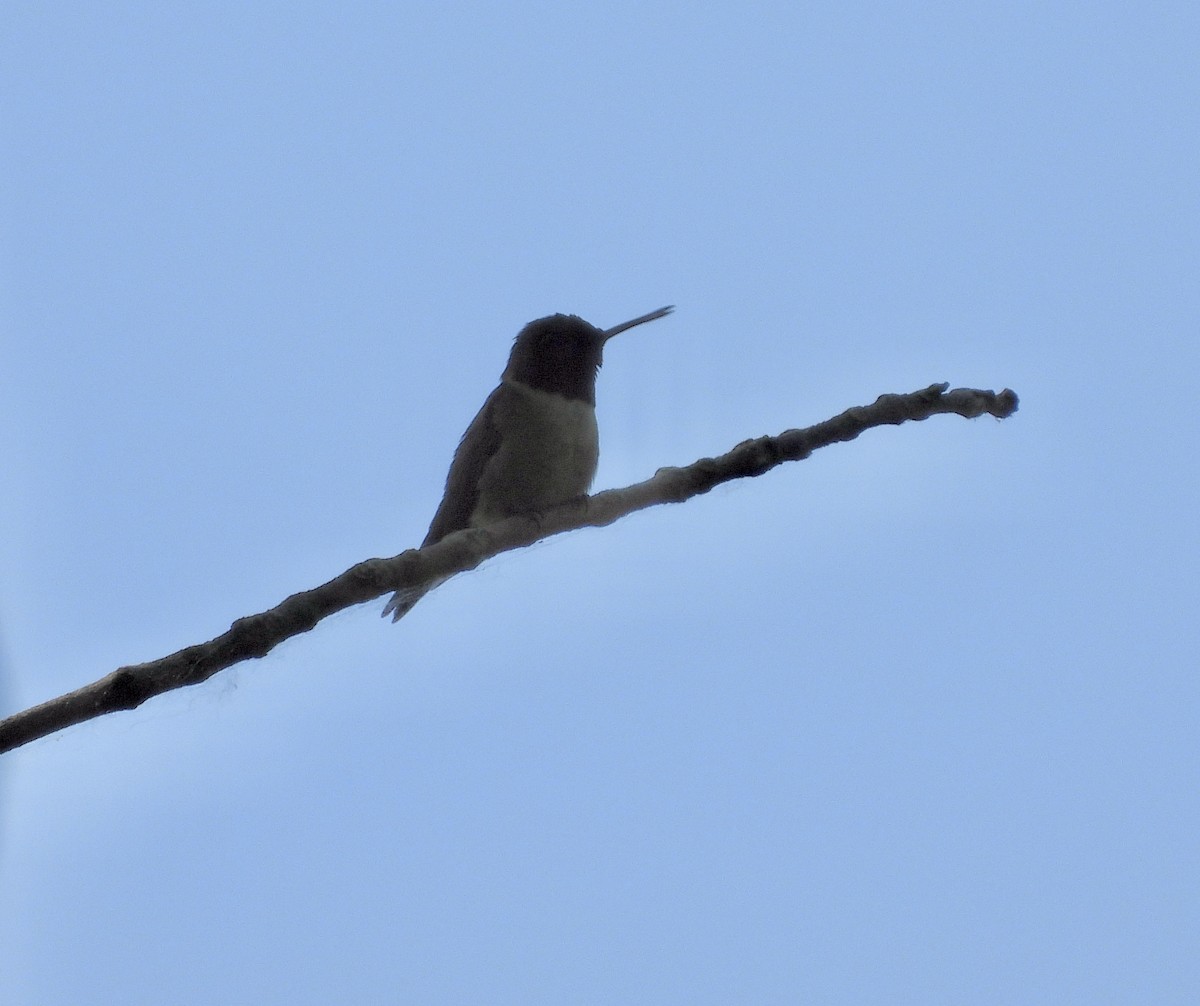Ruby-throated Hummingbird - ML620083738