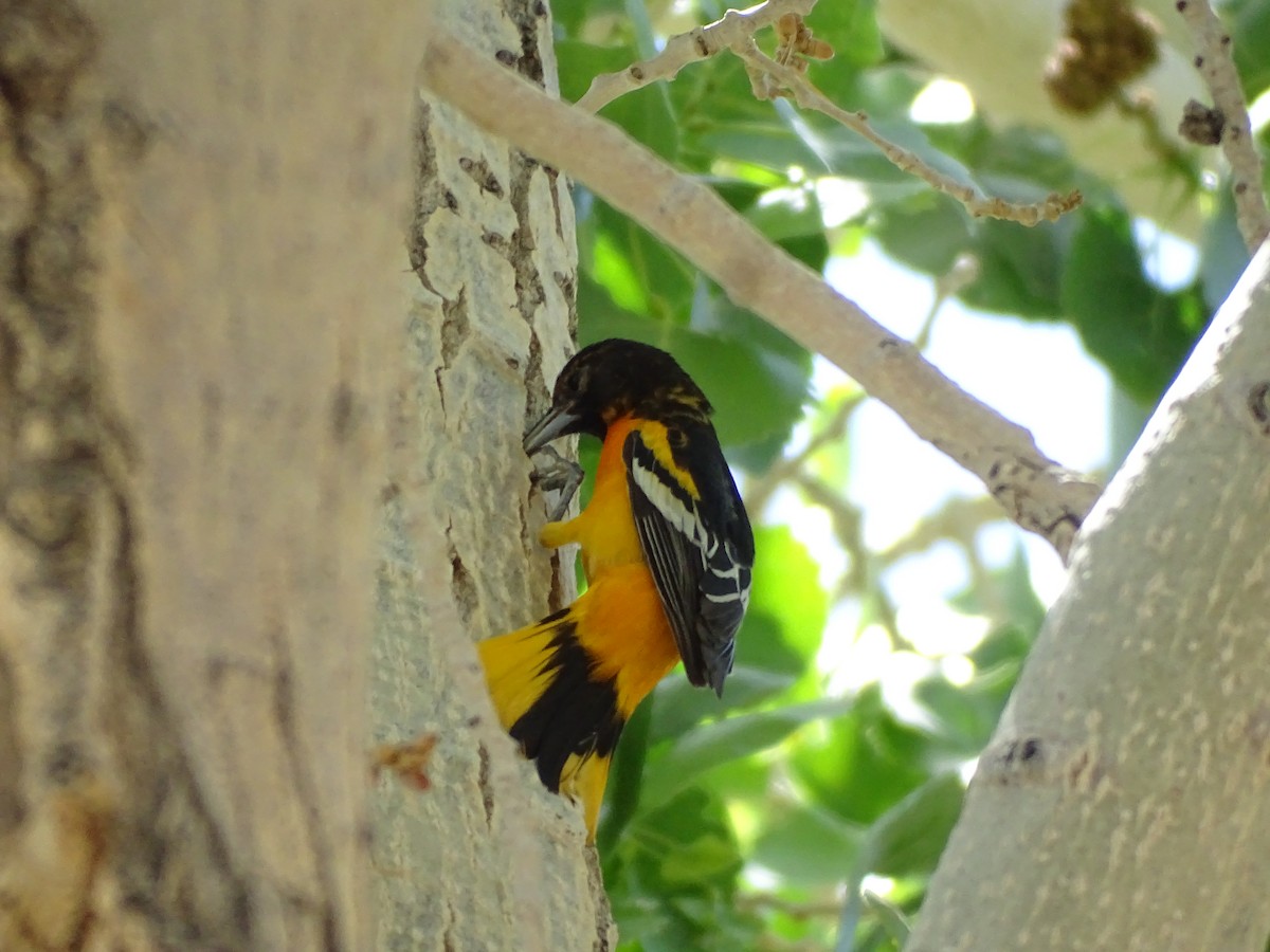 Bullock's x Baltimore Oriole (hybrid) - ML620083760