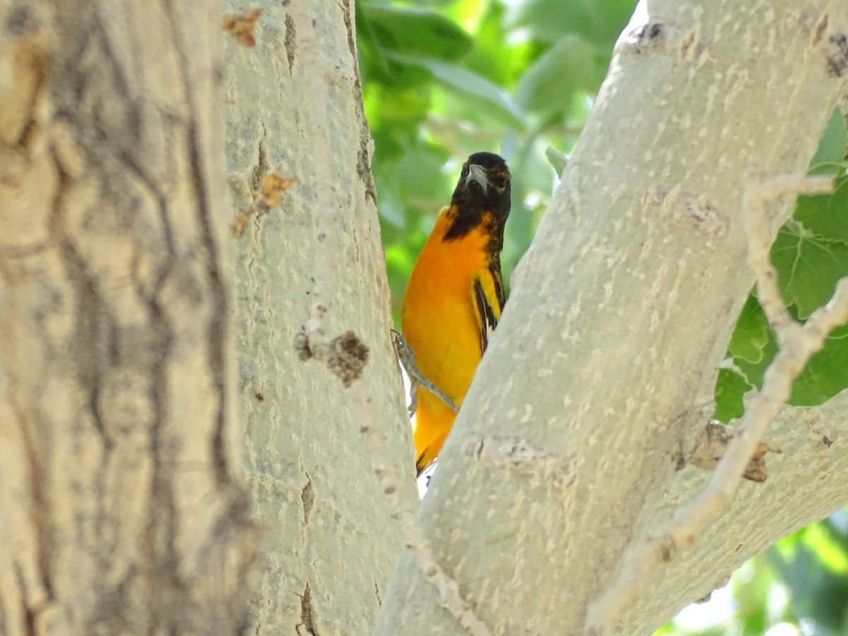 Bullock's x Baltimore Oriole (hybrid) - ML620083762