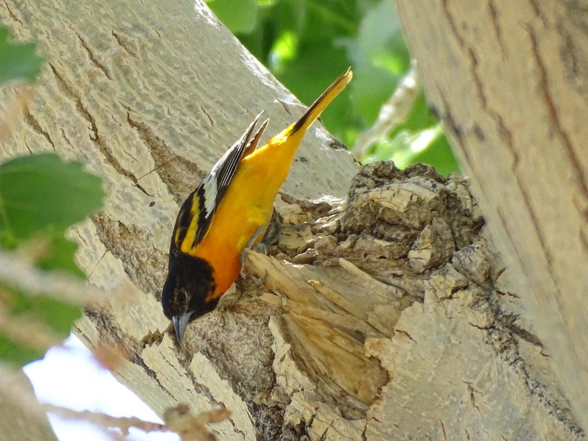 Bullock's x Baltimore Oriole (hybrid) - ML620083763