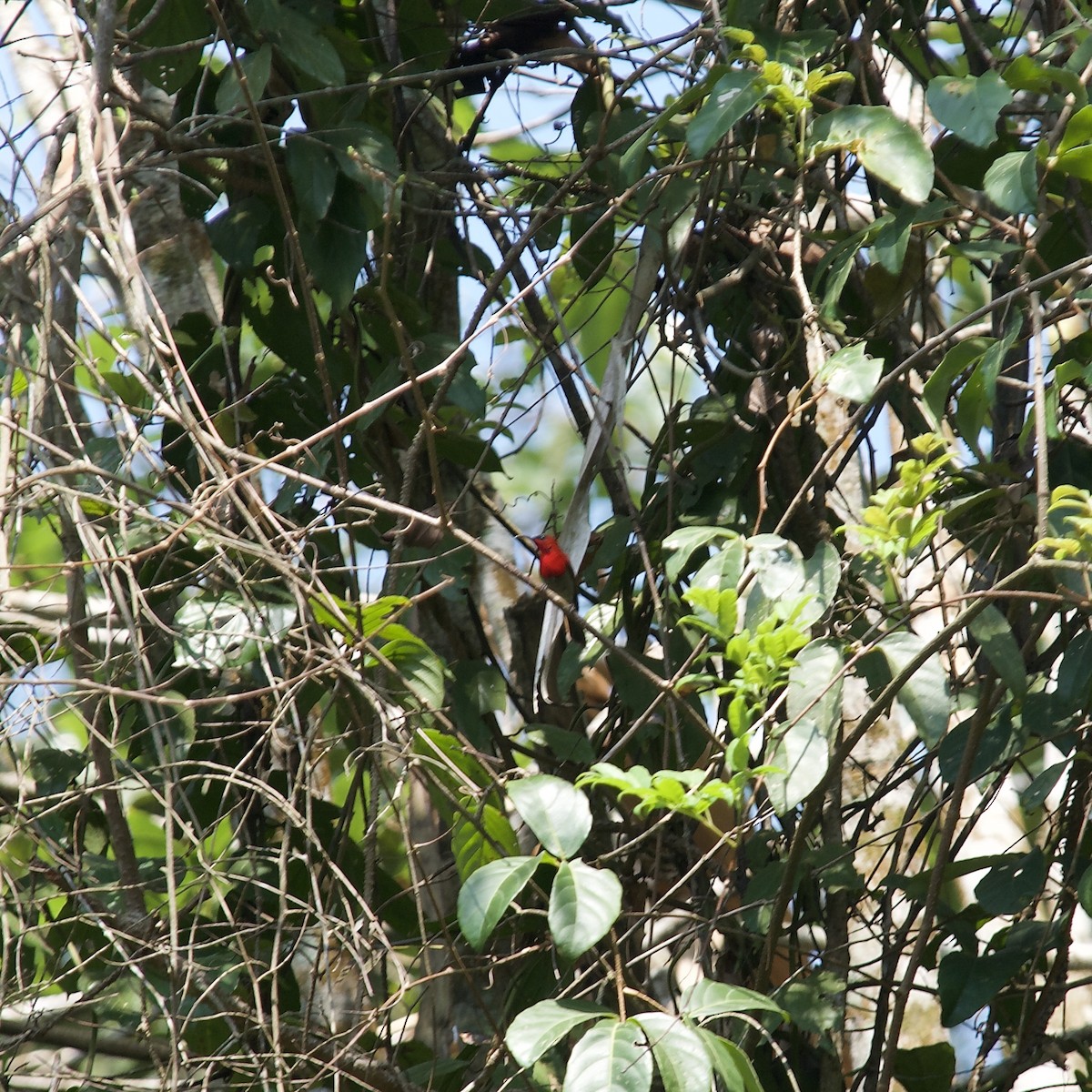 Crimson Sunbird - ML620083775
