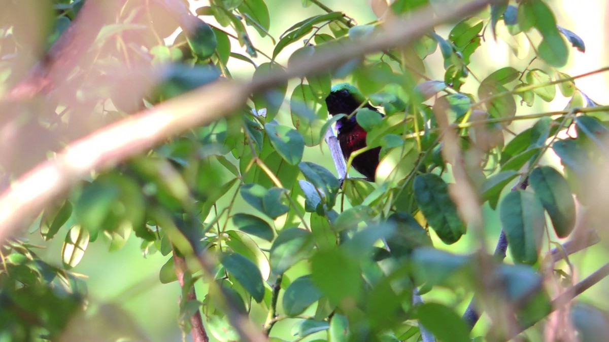 Van Hasselt's Sunbird - ML620083776