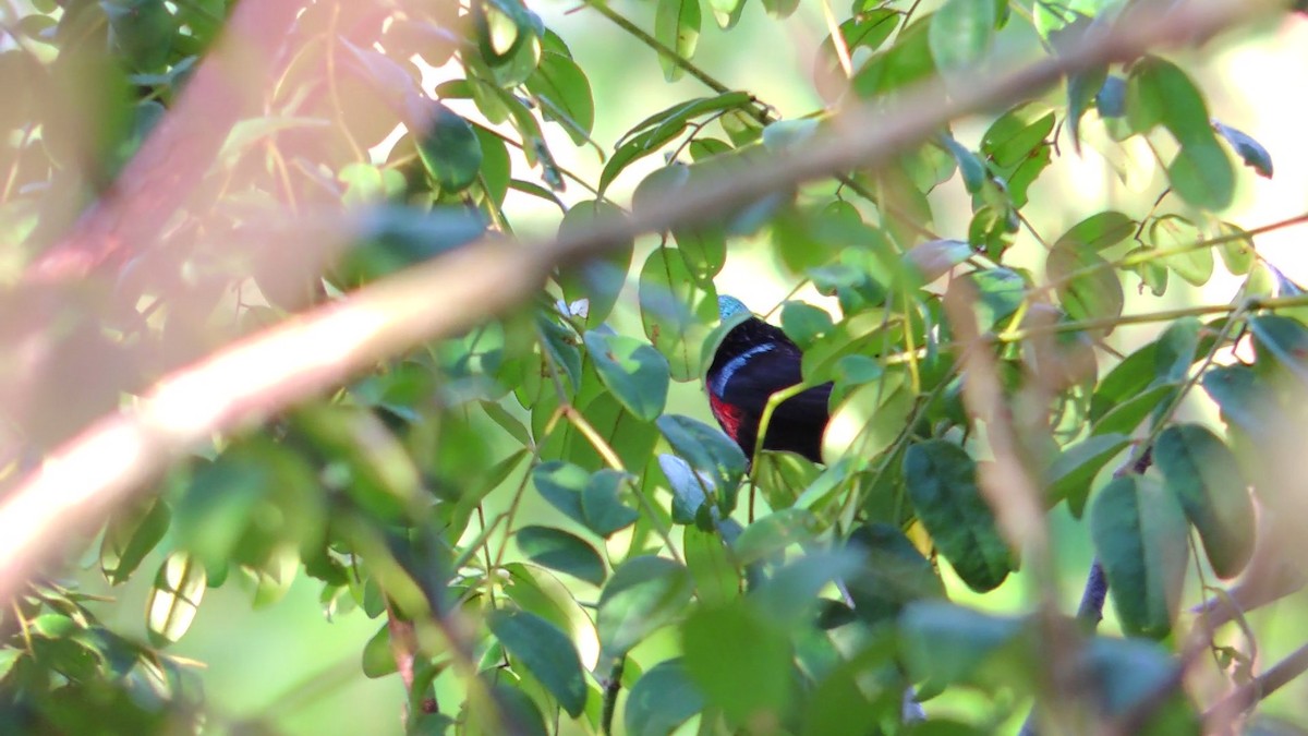 Van Hasselt's Sunbird - ML620083779