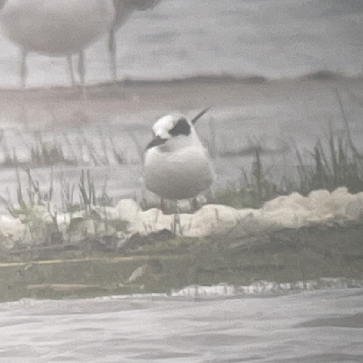 Forster's Tern - ML620083781