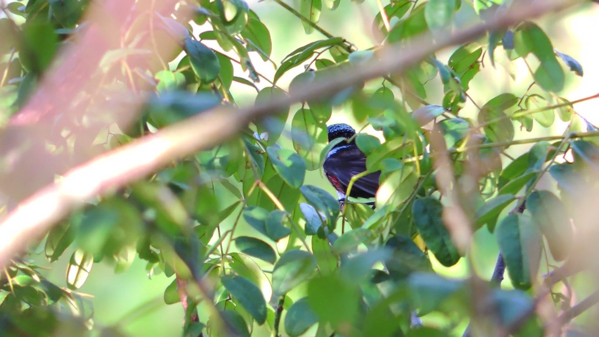 Van Hasselt's Sunbird - ML620083784