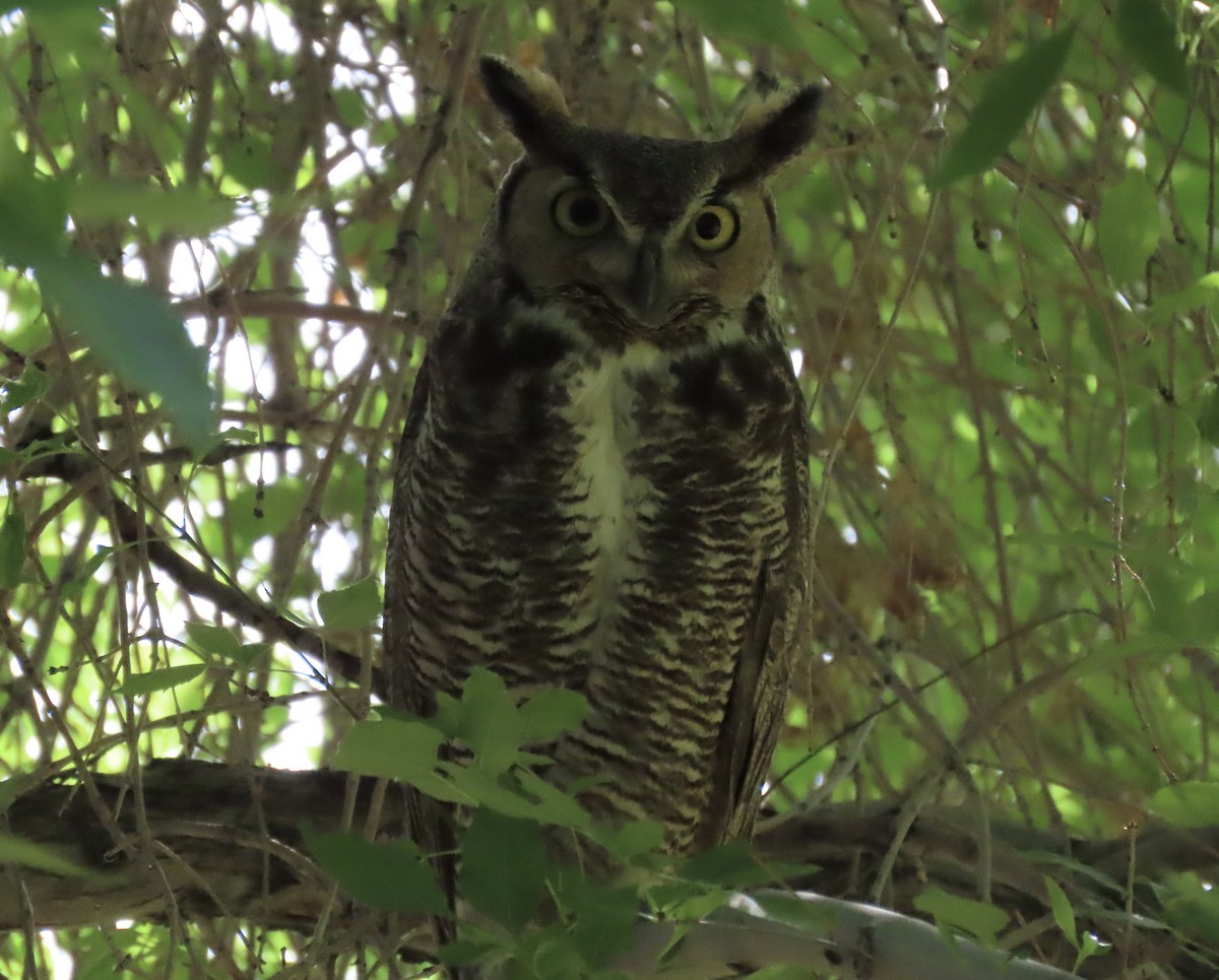 Great Horned Owl - ML620083793