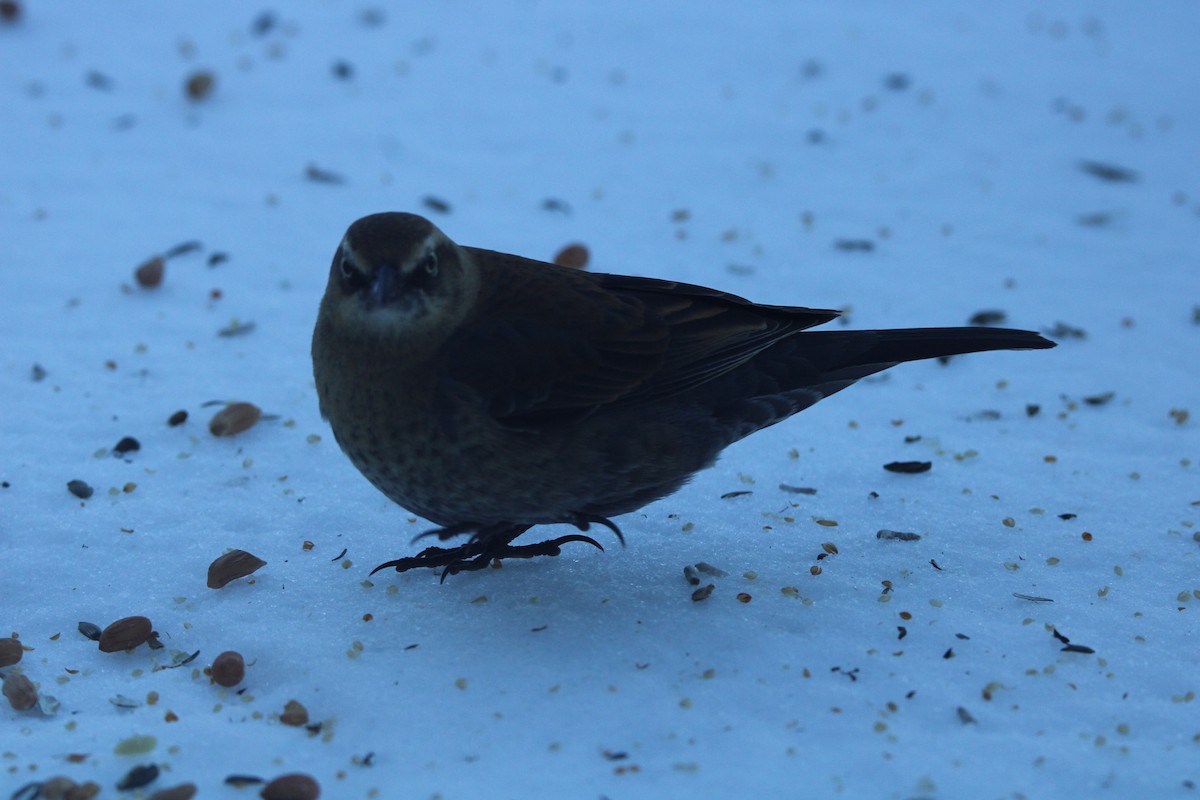 Rusty Blackbird - ML620083795