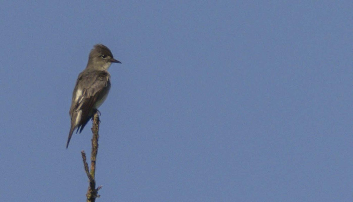 Olive-sided Flycatcher - ML620083803