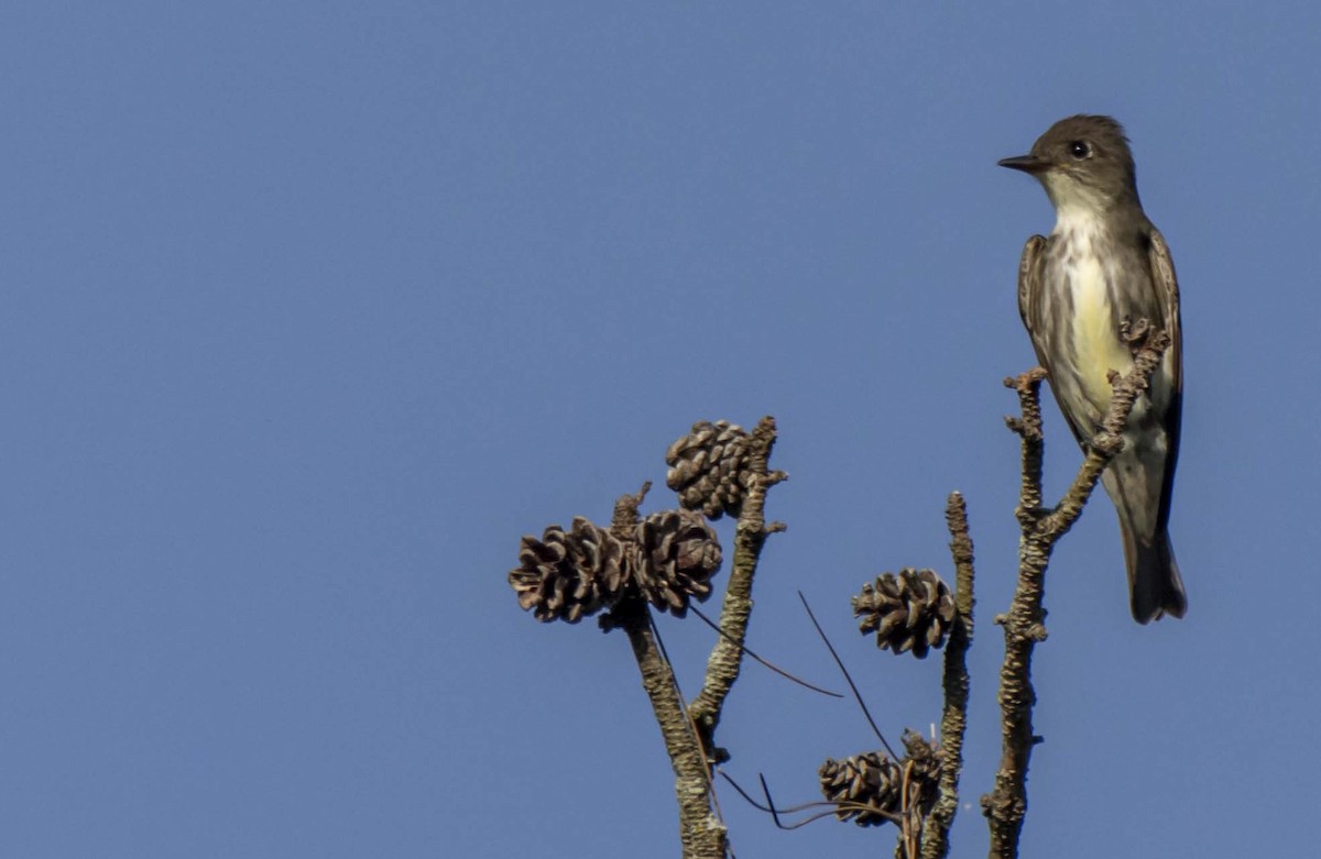 Olive-sided Flycatcher - ML620083804