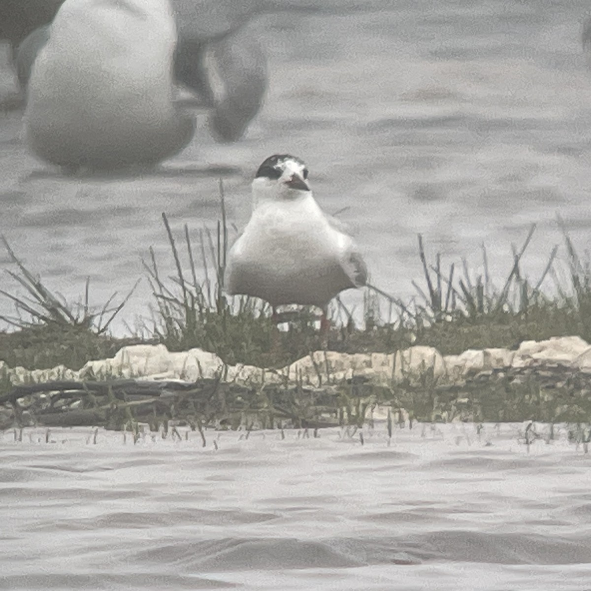 Forster's Tern - ML620083813