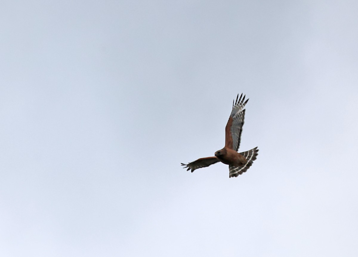 Red-shouldered Hawk - ML620083818
