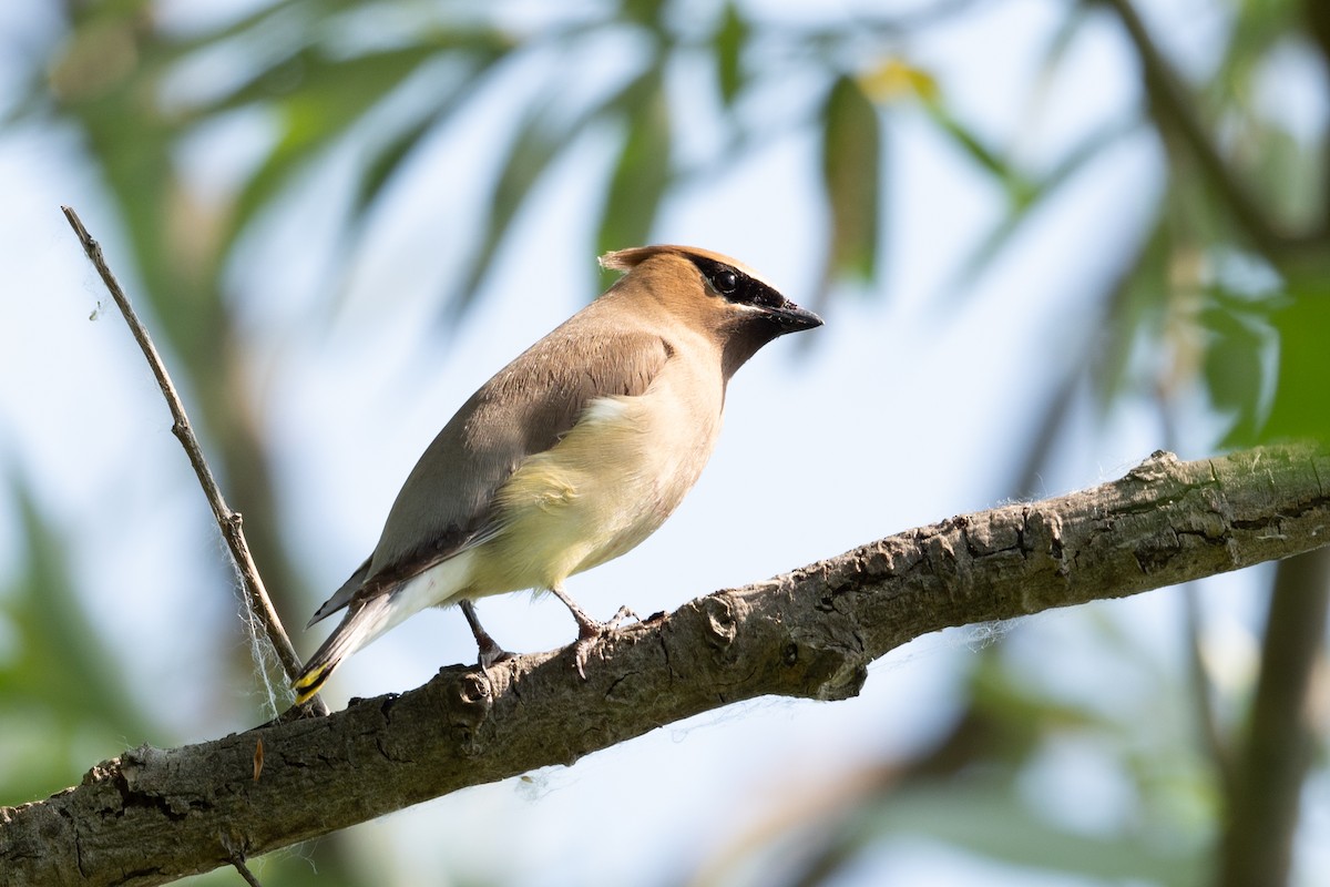 Cedar Waxwing - ML620083859