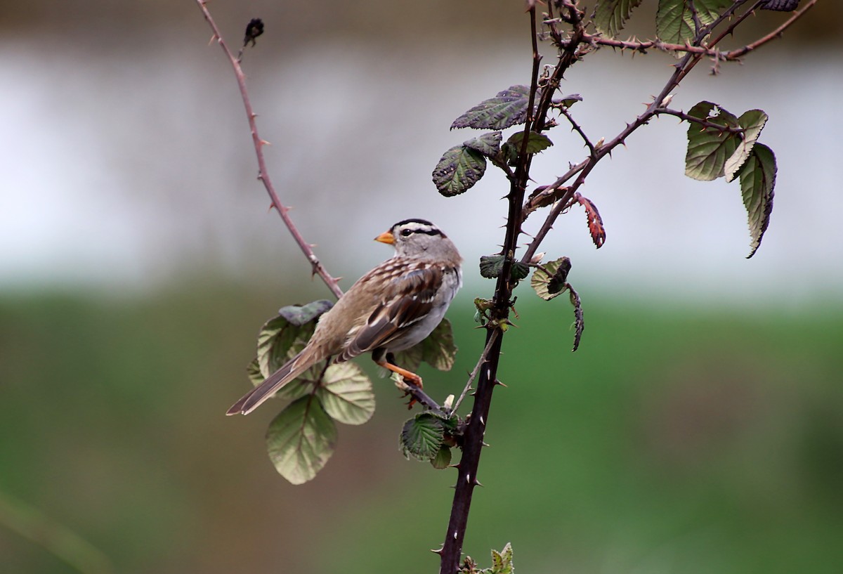 White-crowned Sparrow - ML620083866