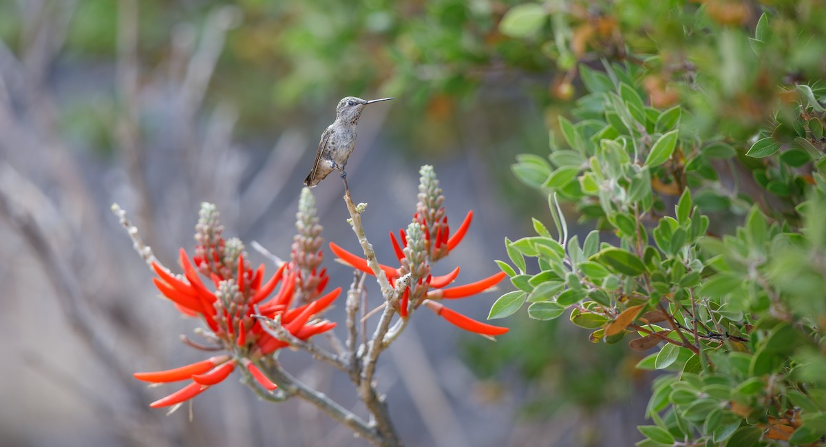 Anna's Hummingbird - ML620083875