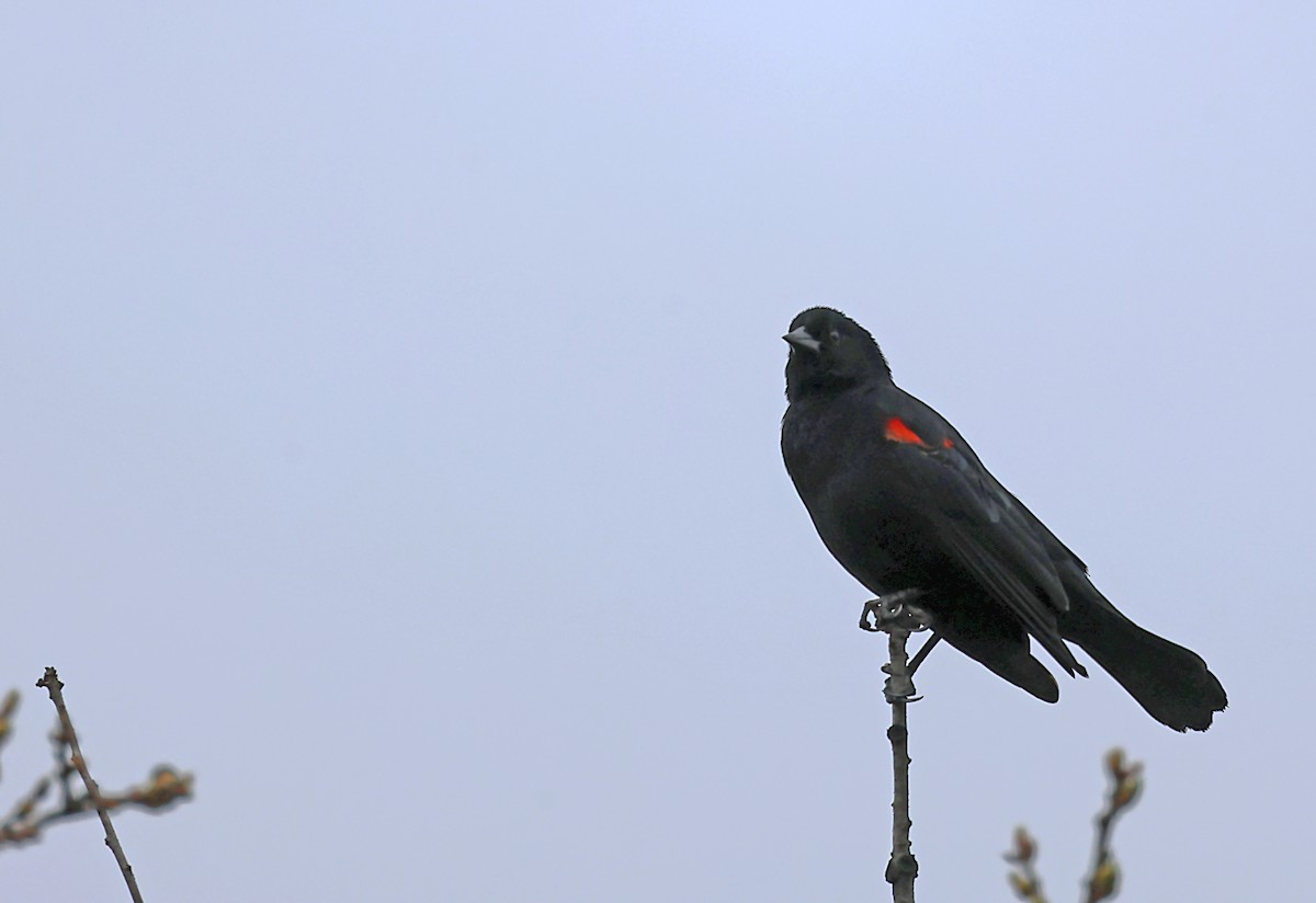 Red-winged Blackbird - ML620083876