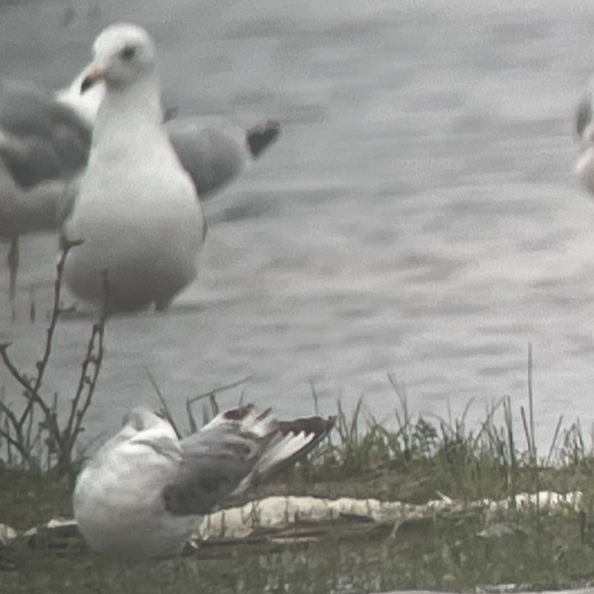 Bonaparte's Gull - ML620083881