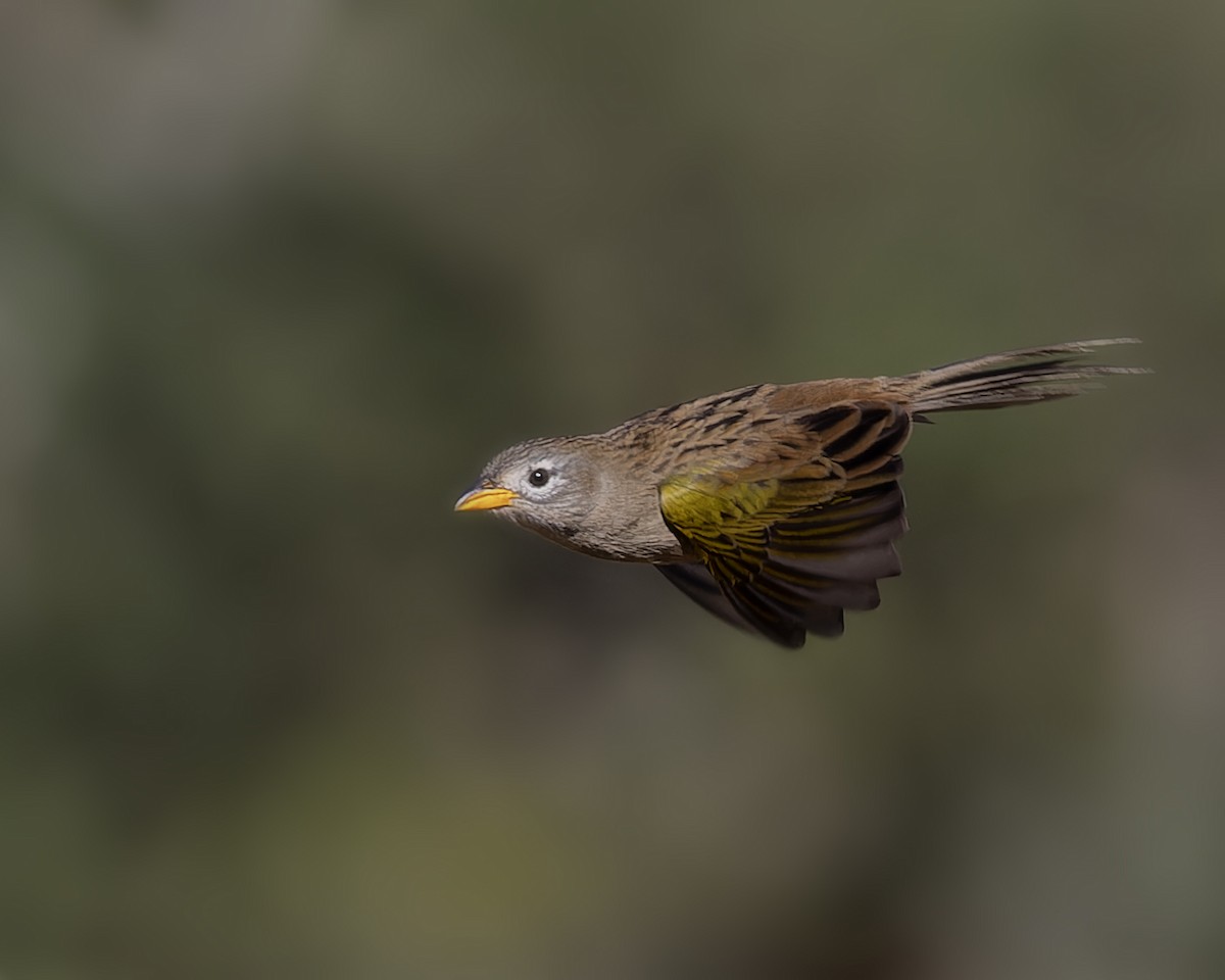 Wedge-tailed Grass-Finch - ML620083914