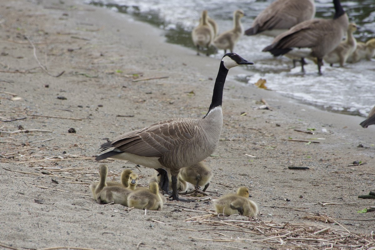 Canada Goose - ML620083927