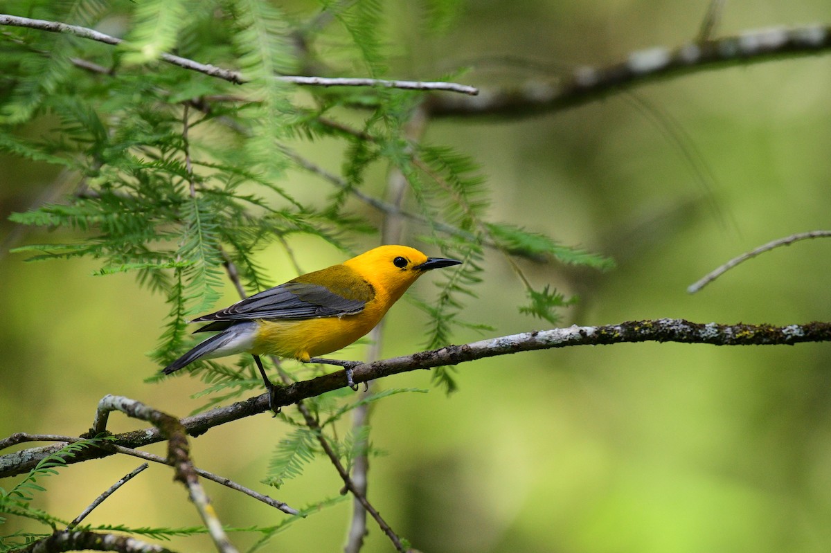 Prothonotary Warbler - ML620083931