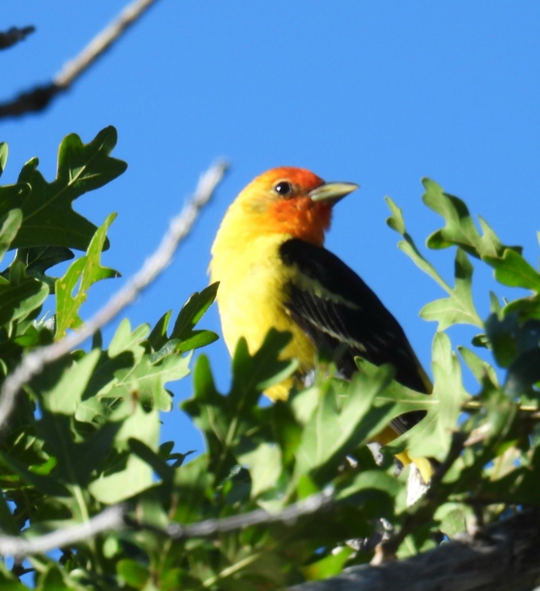 Western Tanager - ML620083938