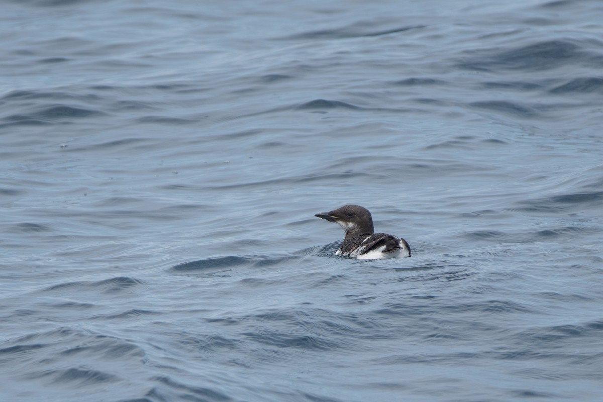 Thick-billed Murre - ML620083940