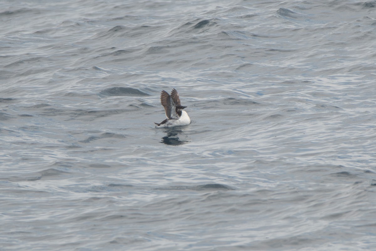 Thick-billed Murre - ML620083942