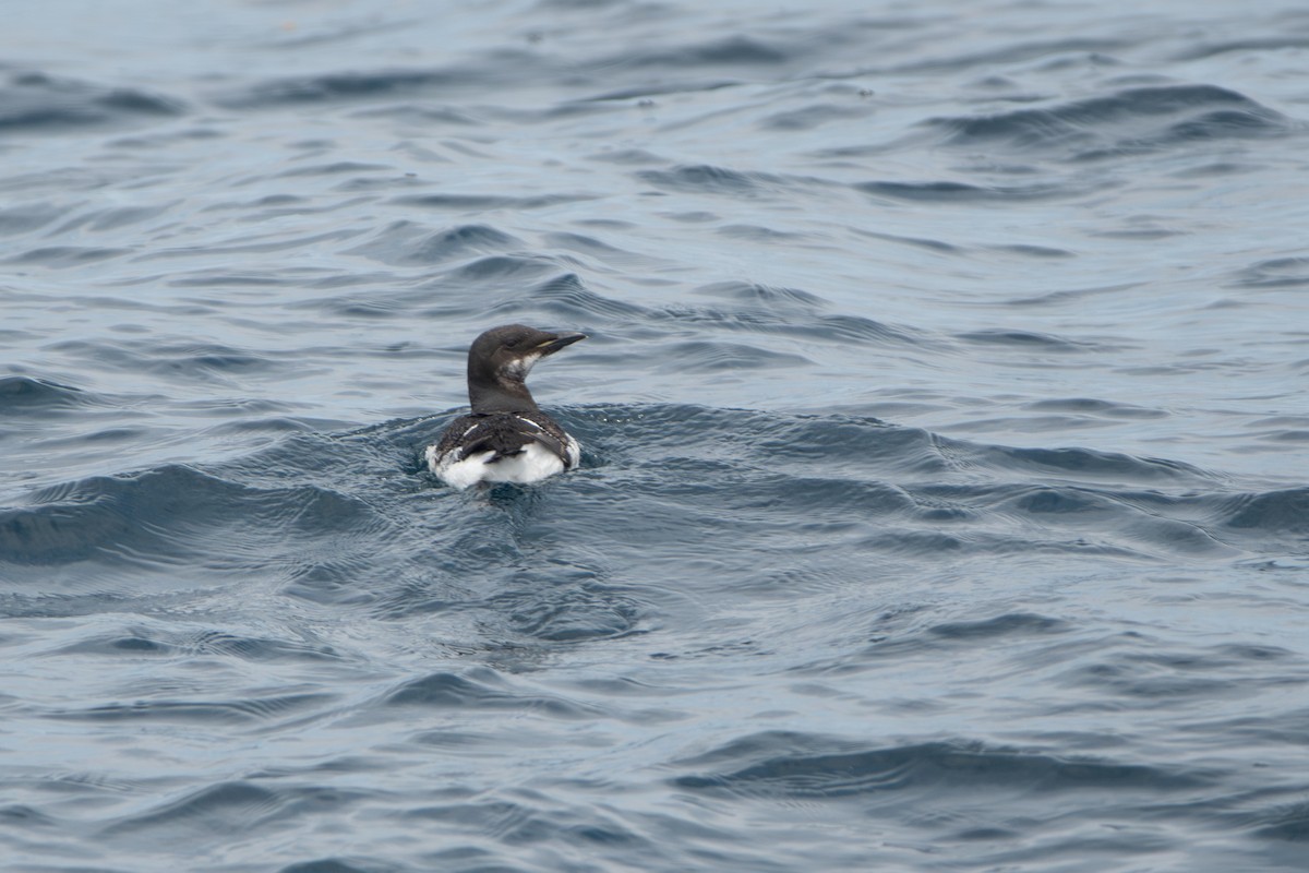 Thick-billed Murre - ML620083943