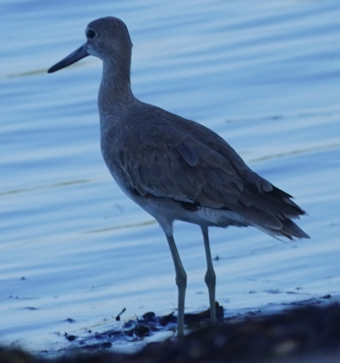 Willet - ML620083947