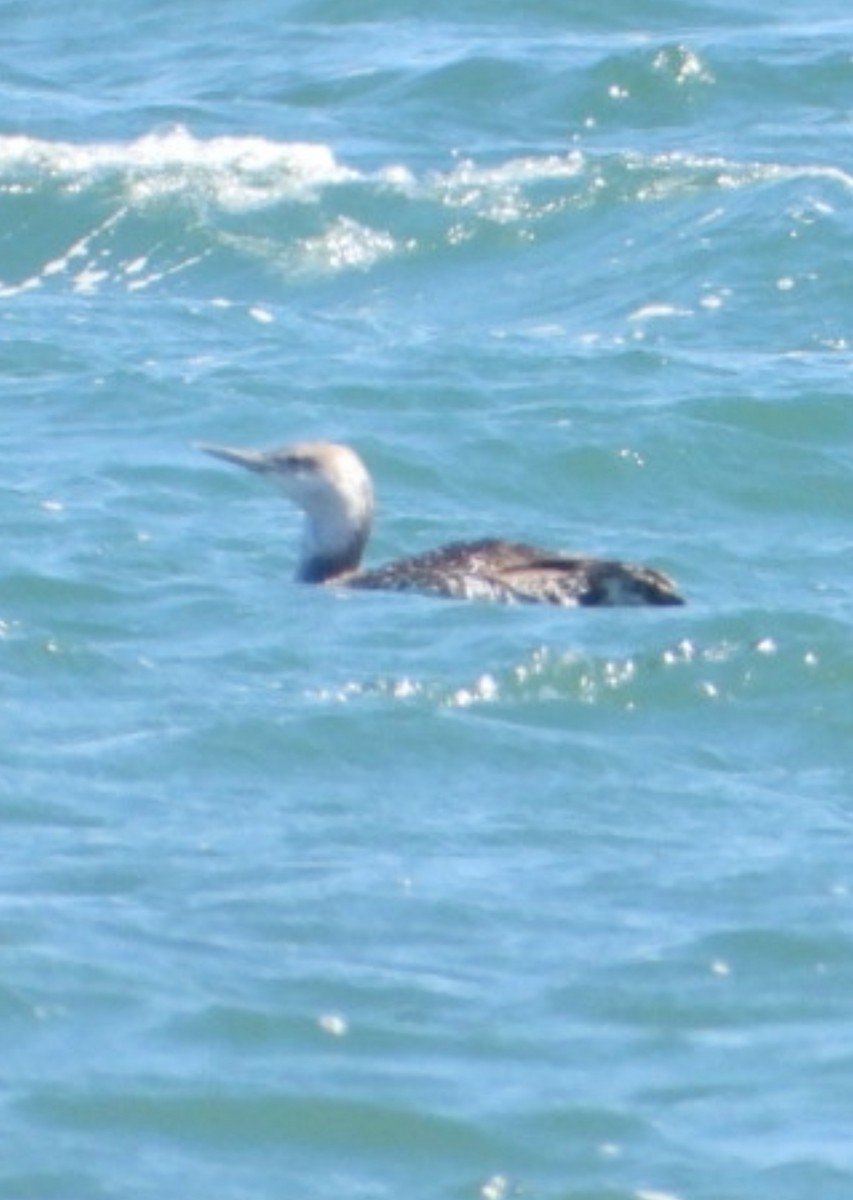 Red-throated Loon - ML620083949