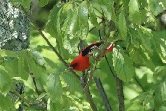 Scarlet Tanager - ML620083958