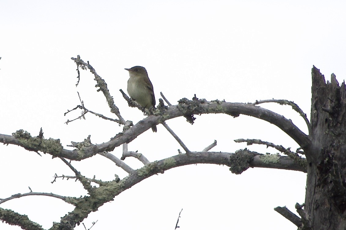 Alder Flycatcher - ML620083962