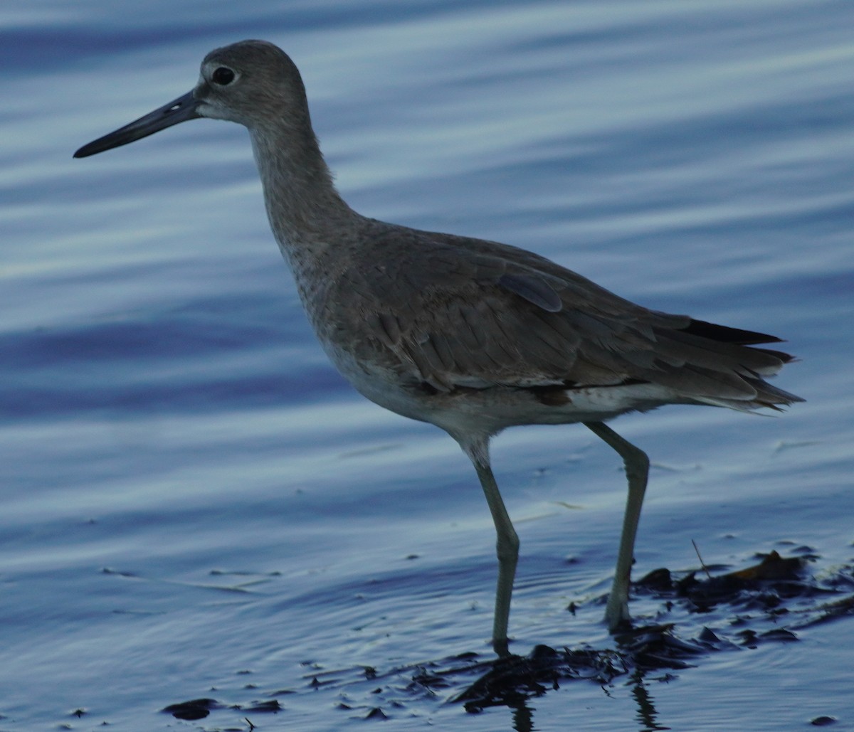 Willet - ML620083968