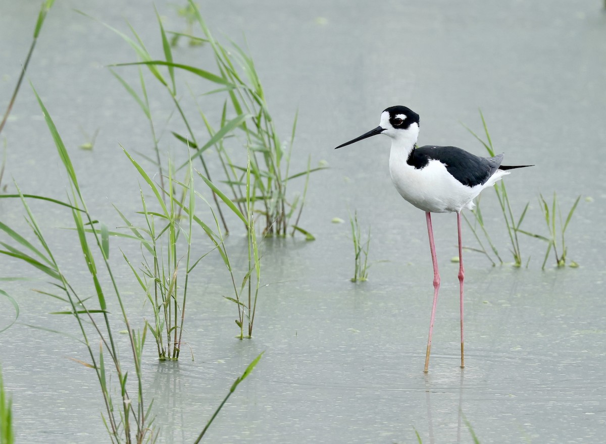 Black-necked Stilt - ML620083982