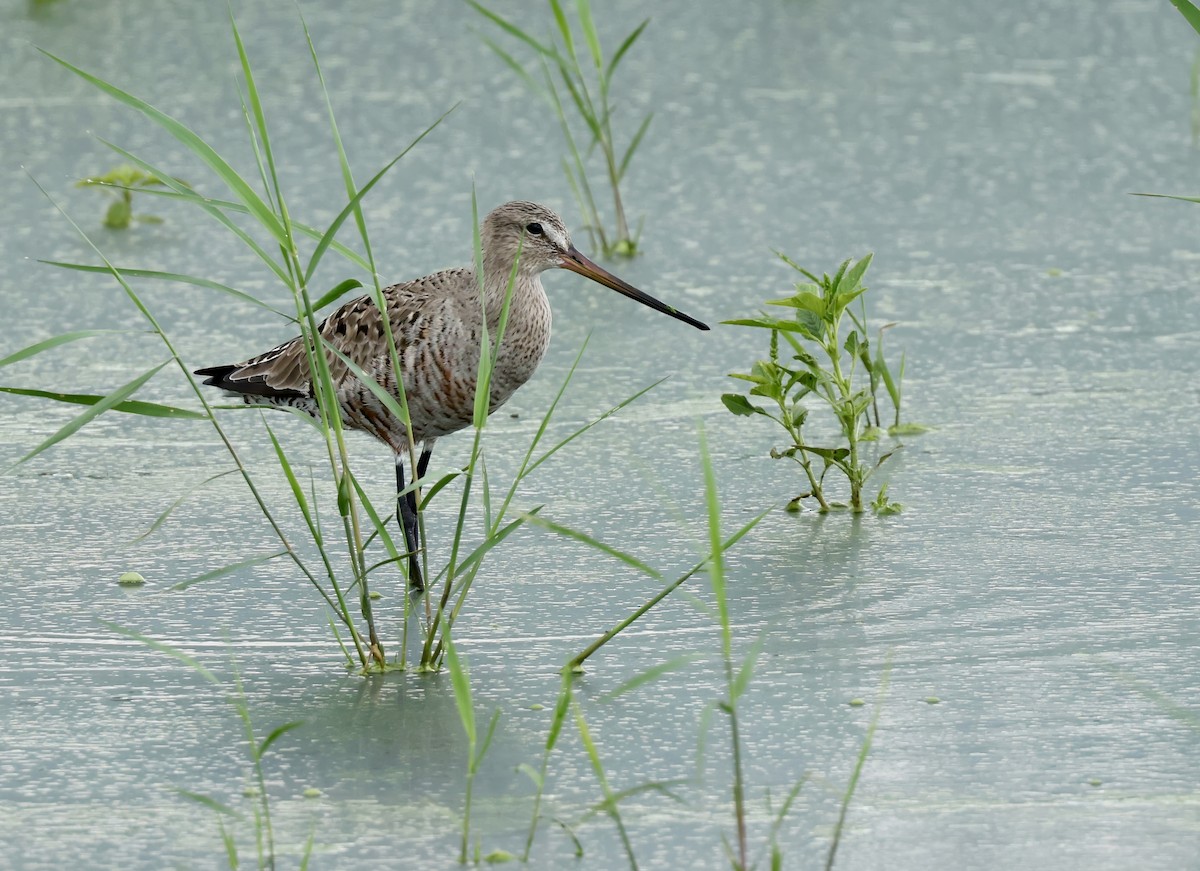 Hudsonian Godwit - ML620083984