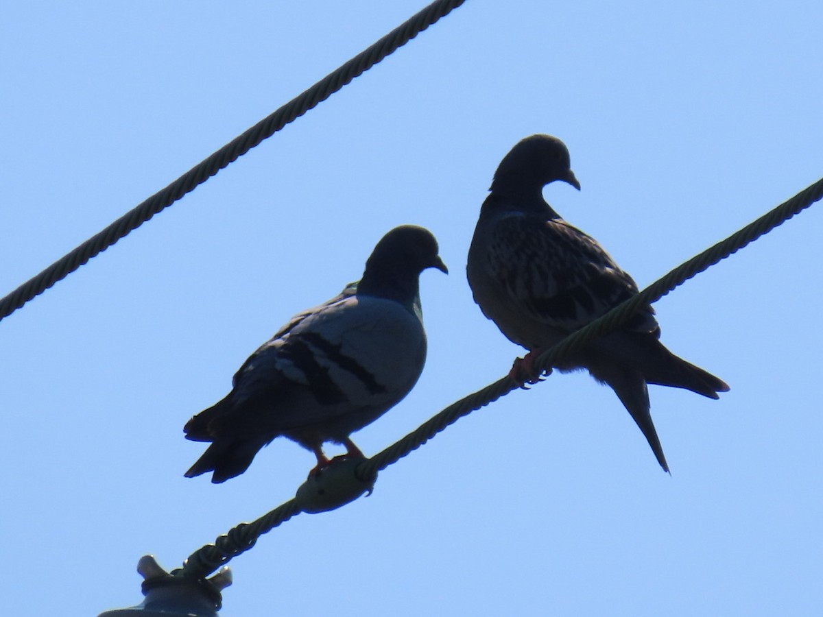 Rock Pigeon (Feral Pigeon) - ML620083990