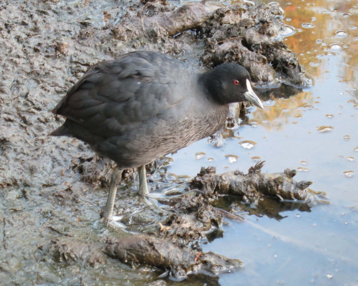 Eurasian Coot - ML620083995