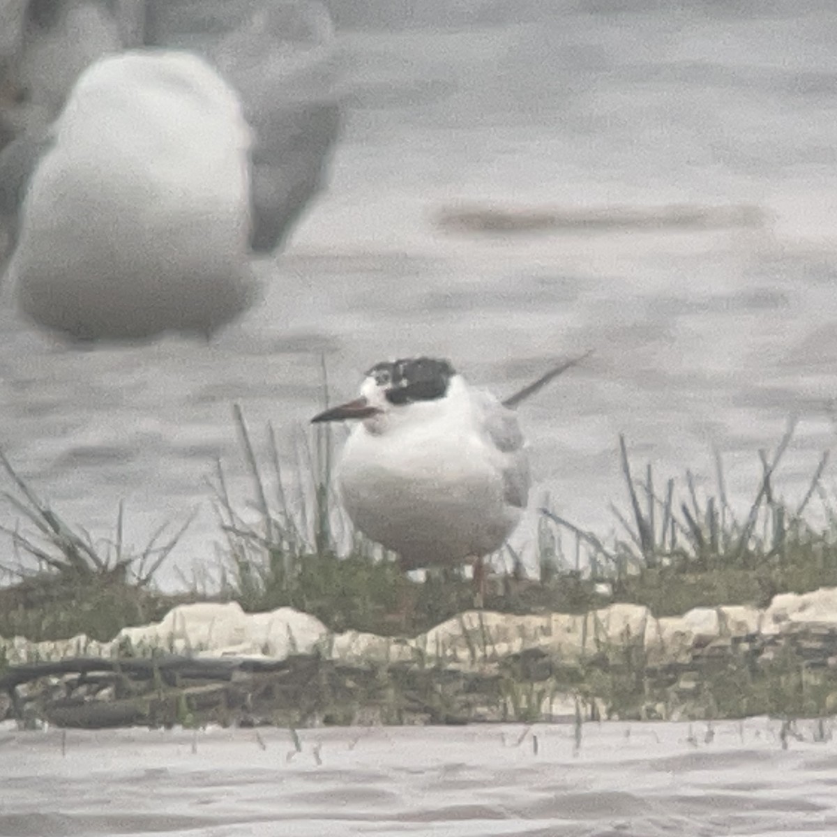 Forster's Tern - ML620084036