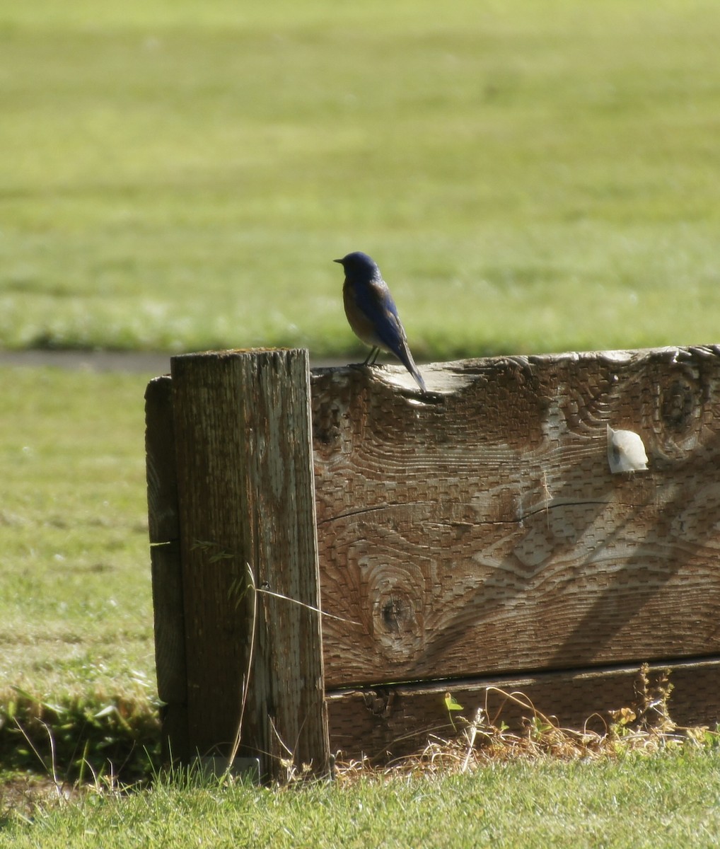 Western Bluebird - ML620084073