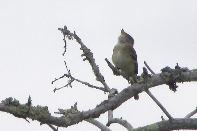 Alder Flycatcher - ML620084077