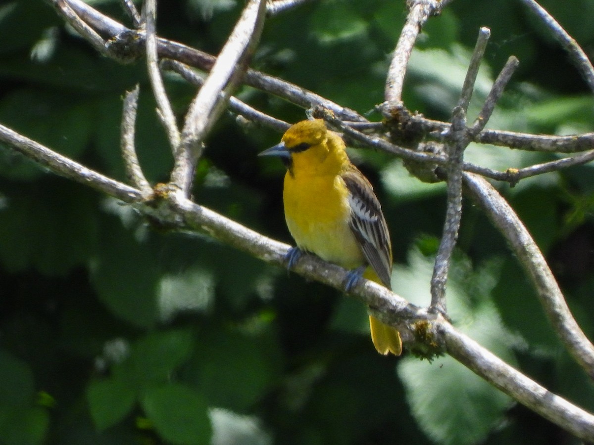 Bullock's Oriole - ML620084082