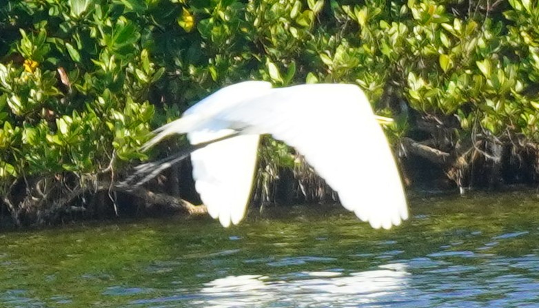 Great Egret - ML620084115