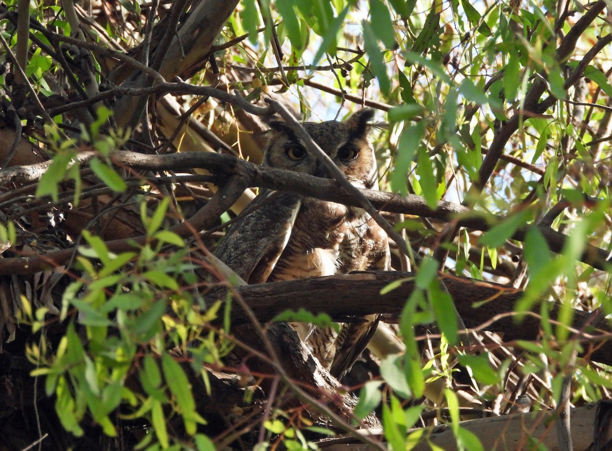 Great Horned Owl - ML620084125