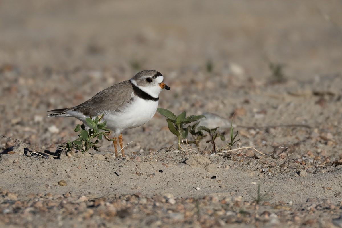 Piping Plover - ML620084146