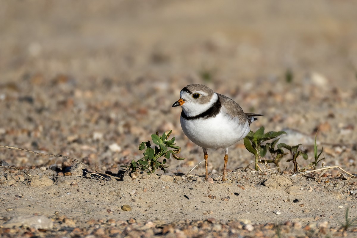 Piping Plover - ML620084147