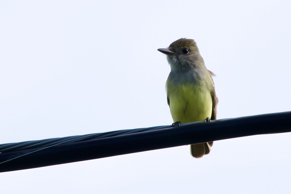 Great Crested Flycatcher - ML620084152