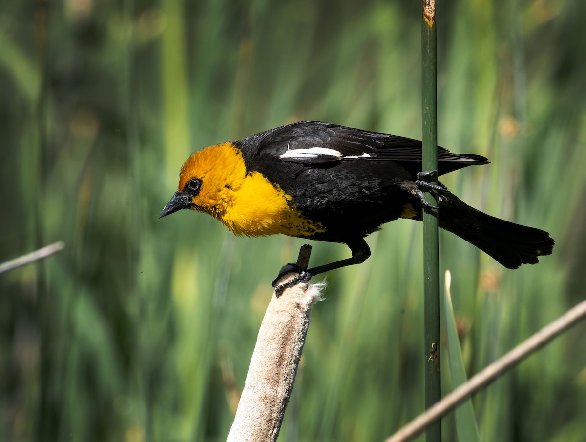 Yellow-headed Blackbird - ML620084158