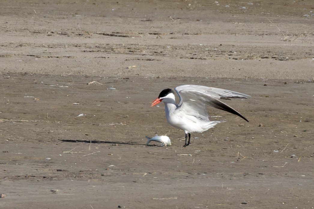 Caspian Tern - ML620084175