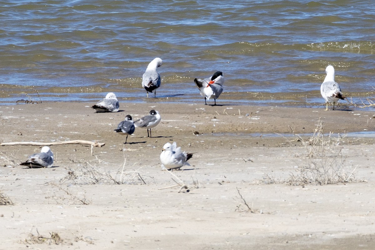 Caspian Tern - ML620084177